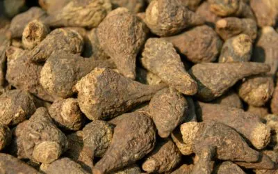 Naturkraft Maca-Wurzel: Anregend in vielerlei Hinsicht