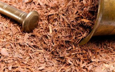 Lapacho-Tee – Allround-Heilmittel der Inkas mit Wirkungen