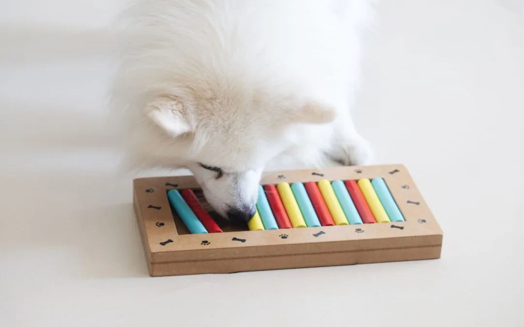 Dog Activity