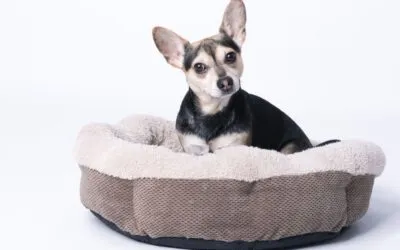 Orthopädische Betten: Auch Hunde möchten erholsam schlafen