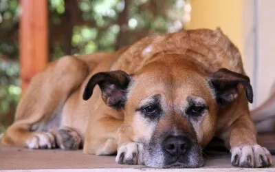 Demenz und Alzheimer etwa auch beim Hund?