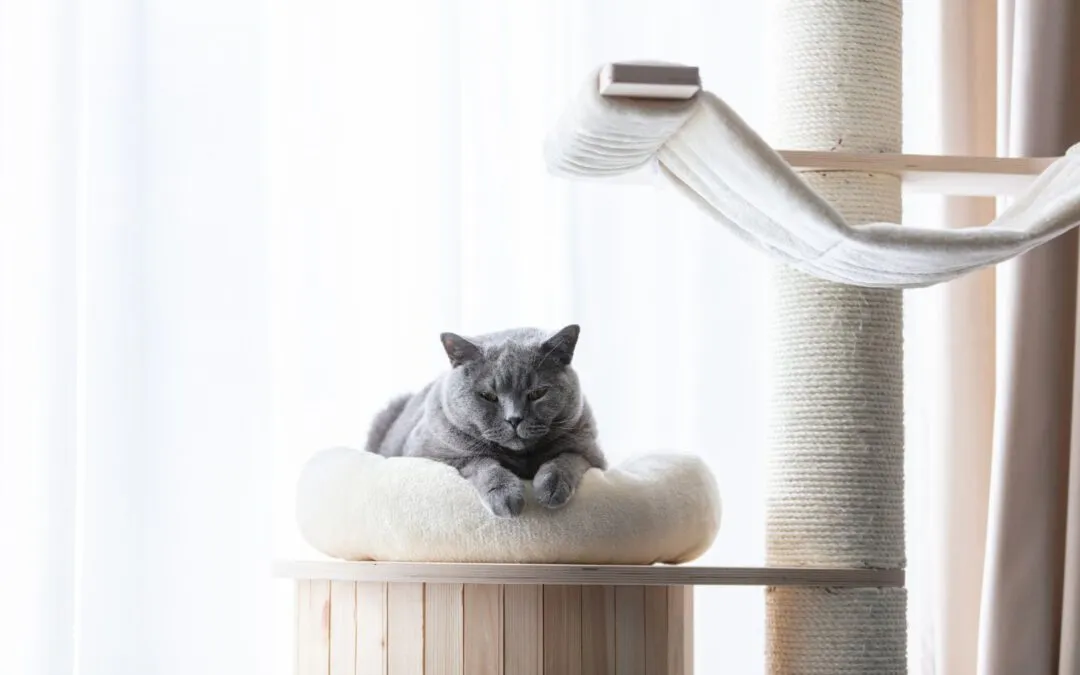 Kratzbaum für alte Katzen