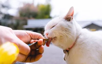 Alte Katzen füttern – Tipps für eine gesunde und ausgewogene Fütterung