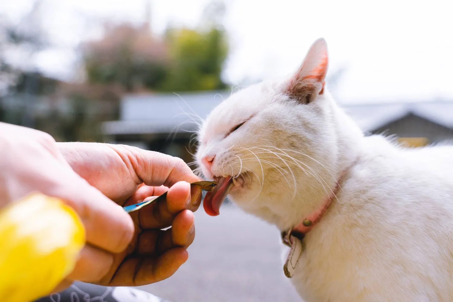 Alte Katzen füttern – Tipps für eine gesunde und ausgewogene Fütterung