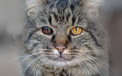 Ältere Katze – Veränderungen und Herausforderungen im Alter