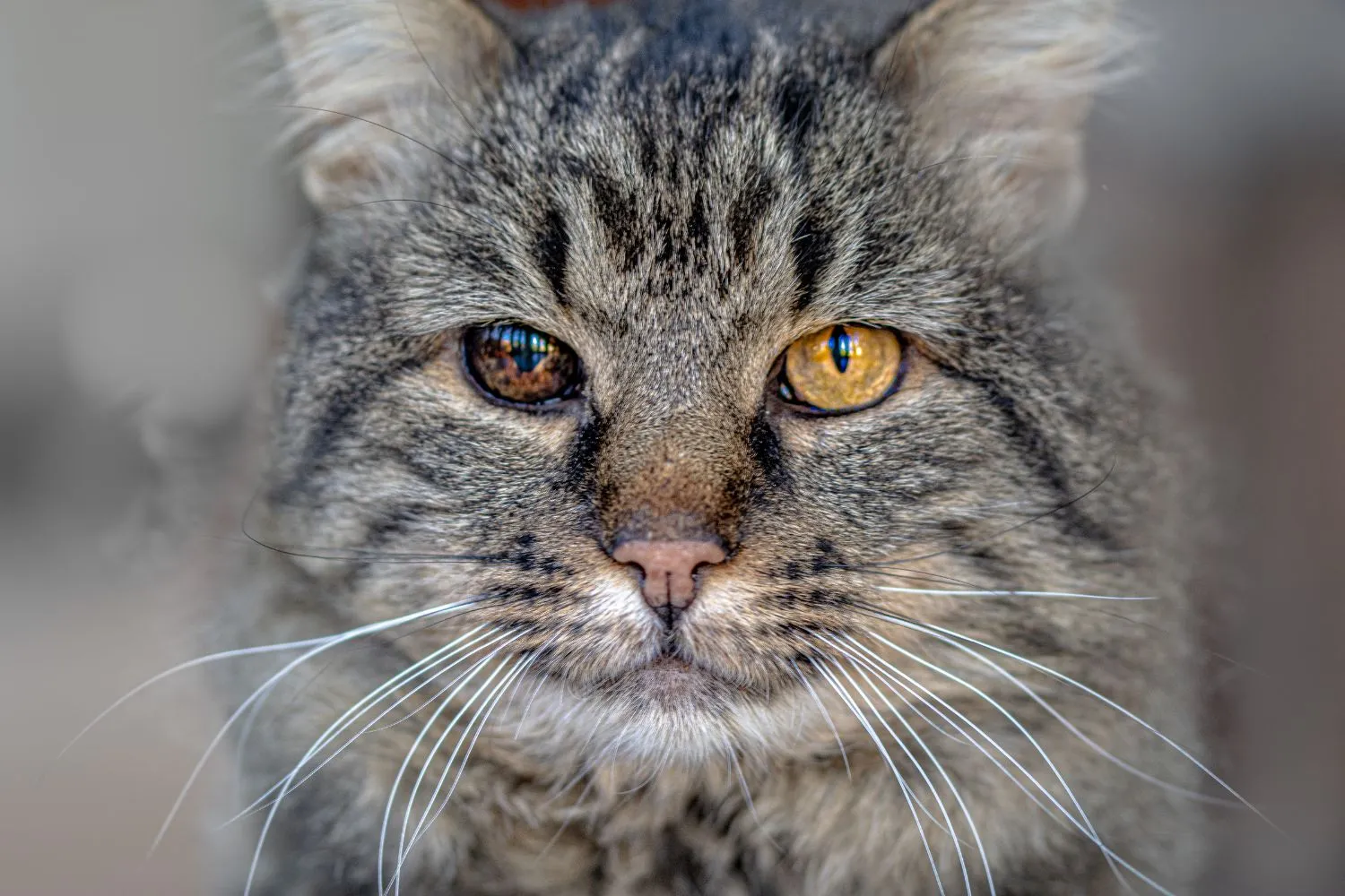 Ältere Katze – Veränderungen und Herausforderungen im Alter