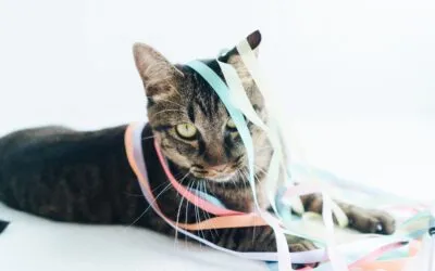 Katze im Alter: Beschäftigung und Spielideen für Senior-Katzen