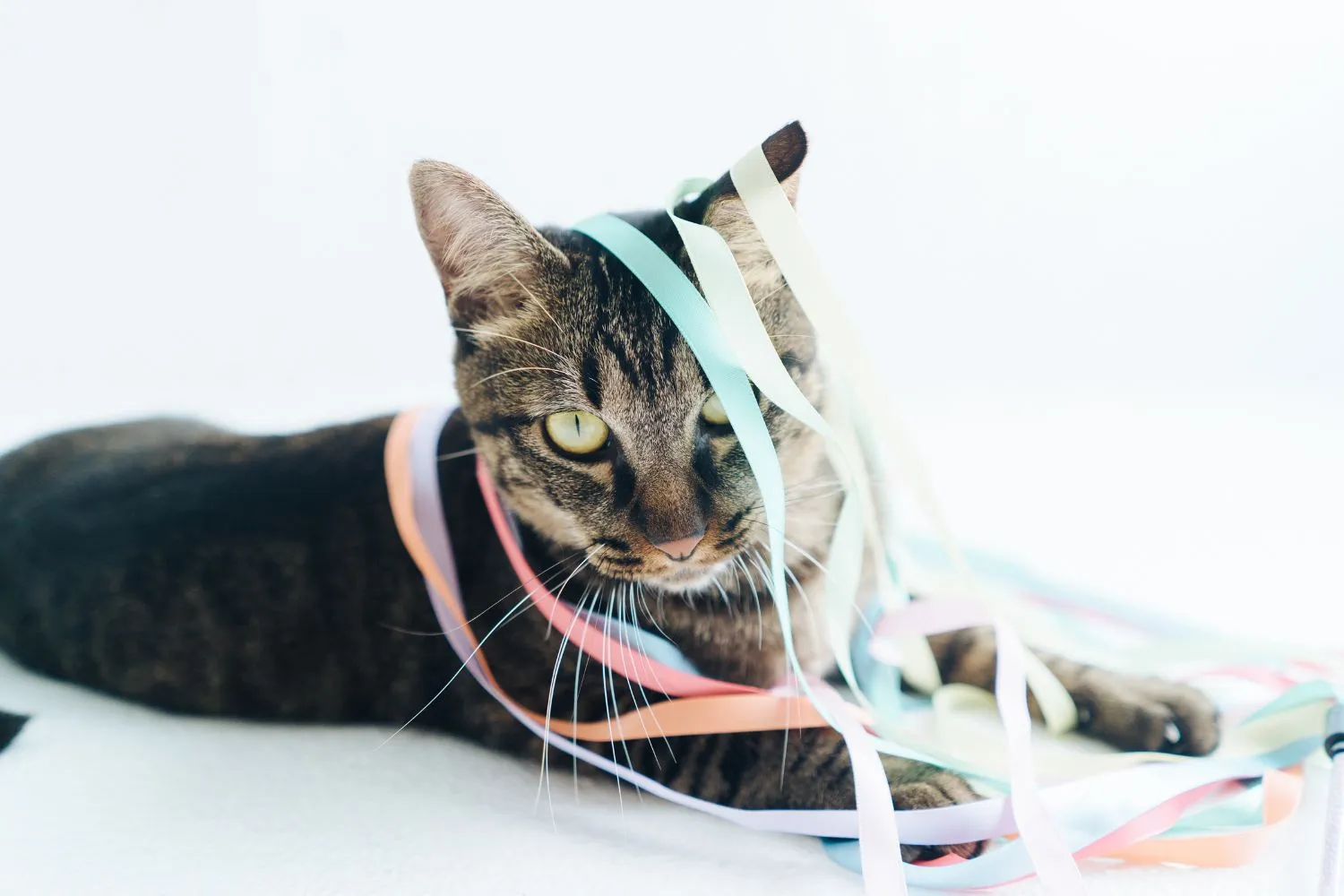 Katze im Alter: Beschäftigung und Spielideen für Senior-Katzen