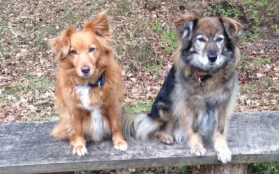 Mein Gott, die leben ja immer noch! Meine Hunde als Methusalems!