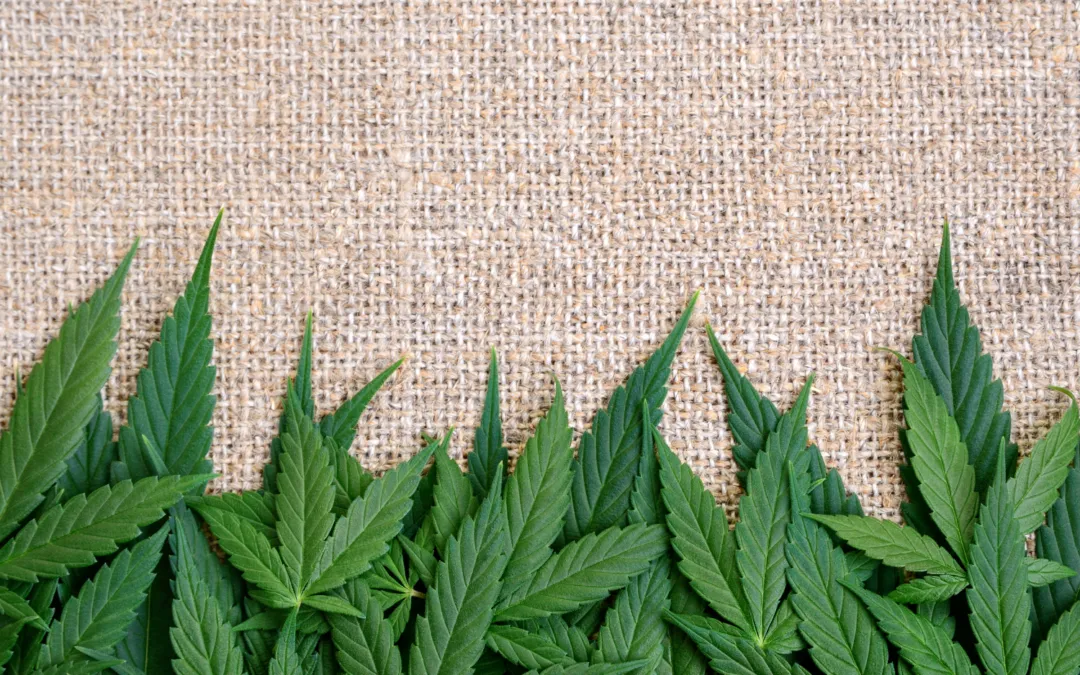 CBD, THC, Cannabis und Hanf: Der Anbau für zu Hause
