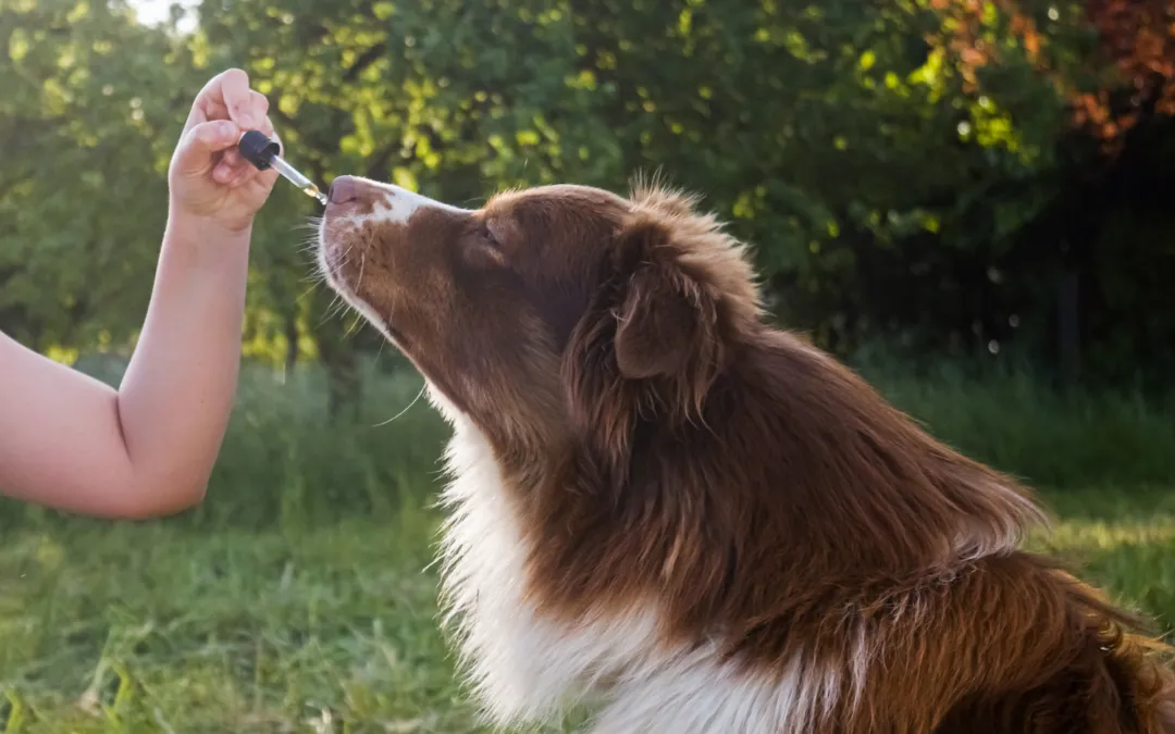 CBD Öl für Hunde