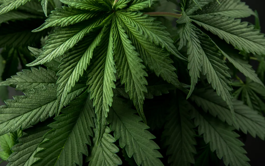 DIY – Gesunde Wirkung und Herstellung mit Hanf und Cannabis