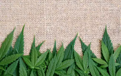 CBD, THC, Cannabis und Hanf: Der Anbau für zu Hause
